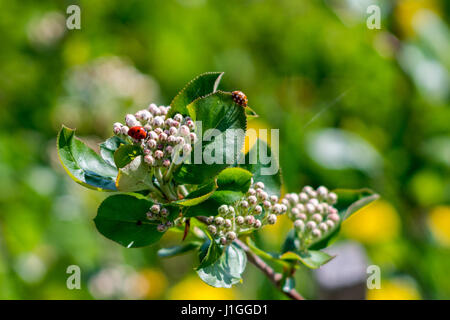 Coccinella sulla aronia melanocarpa fiore Foto Stock