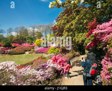 Il Punch Bowl azalee a Virginia Water. Foto Stock