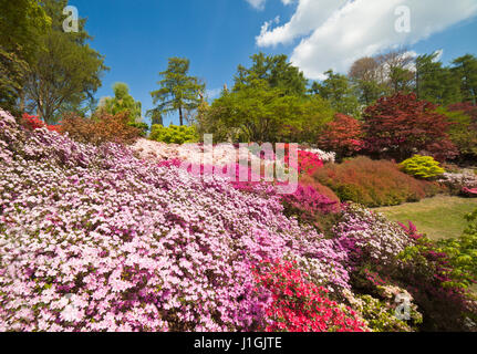 Il Punch Bowl azalee a Virginia Water. Foto Stock