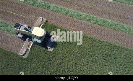 Mietitrebbia in un campo verde - immagine aerea Foto Stock