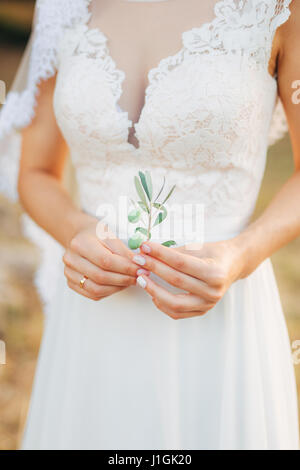 Olive Branch in gara mani femminili Foto Stock