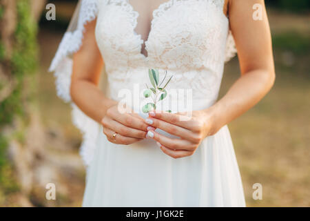 Olive Branch in gara mani femminili Foto Stock