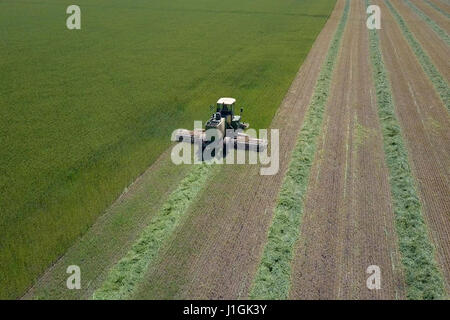 Mietitrebbia in un campo verde - immagine aerea Foto Stock