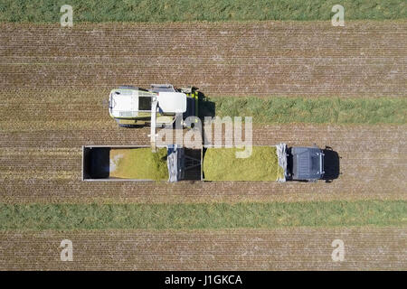 Combinare il raccolto di un campo verde e scarica il frumento per insilati su un doppio camion con rimorchio Foto Stock