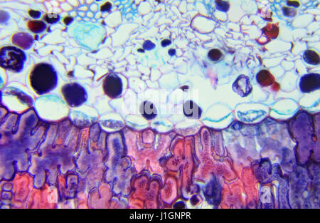 Ago di pino sezione trasversale al microscopio, background (Pinus) Foto Stock