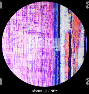 Sezione longitudinale dello stelo pianta legnosa sotto il microscopio (Basswood stelo L.S.) Foto Stock