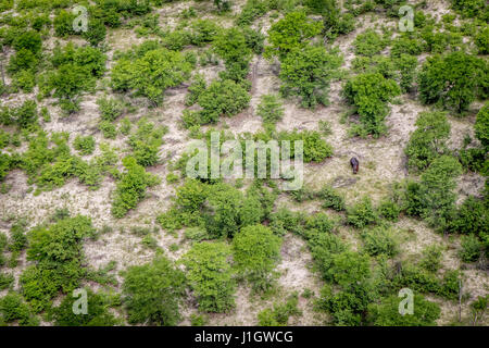 Vista aerea di un ippopotamo in Okavango Delta, il Botswana. Foto Stock