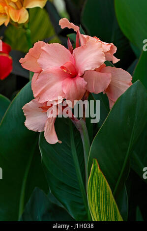 Canna "perfezione" in stretta fino Foto Stock