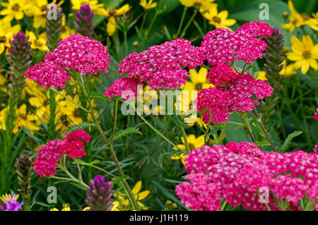 Dettaglio di Achillea millefolium nel bordo colorato Foto Stock