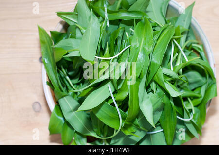 Aglio selvatico, ramsons sul tavolo di legno closeup Foto Stock