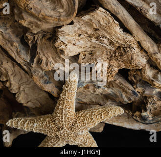 Driftwood Foto Stock