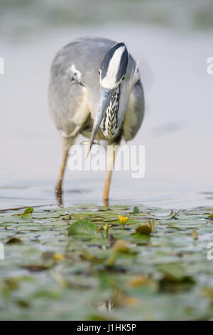 Airone cinerino (Ardea erodiade) con pesce pescato in acqua, Hortobagy national park, Ungheria. Foto Stock