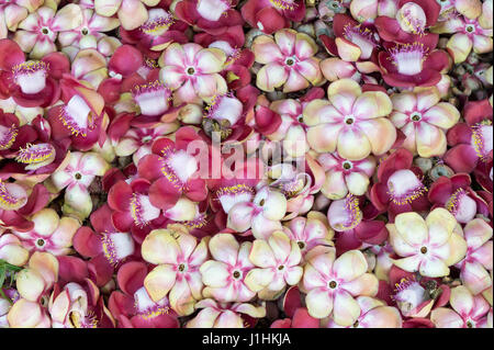 Fiori della palla di cannone tree (couroupita guianensis) cadono a terra in grandi numeri dopo la fioritura Foto Stock