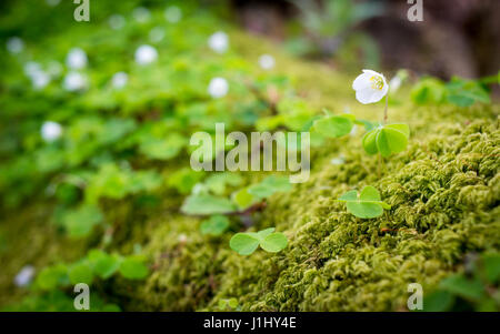 Bianco trifoglio fioritura crescendo in sphagnum moss che di per sé è in crescita su un marciume albero caduto nella nuova foresta, Hampshire, Regno Unito Foto Stock