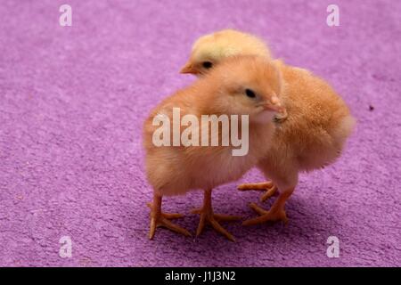Baby polli su un pavimento di colore viola Foto Stock