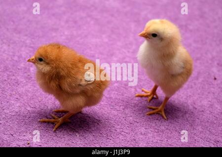 Baby polli su un pavimento di colore viola Foto Stock