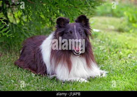 Shetland Sheepdog seduto in erba, ritratto Foto Stock