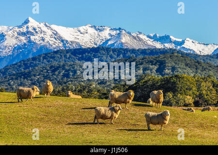 Pecore in un prato verde e montagne innevate in background nel sud del percorso panoramico, Nuova Zelanda Foto Stock