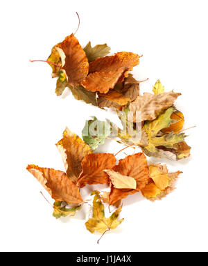 In autunno le foglie secche isolato su sfondo bianco. Vista da sopra. Foto Stock