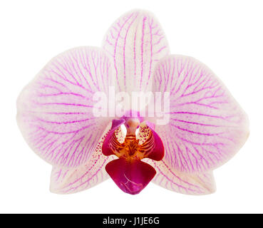 orchidea isolata Foto Stock