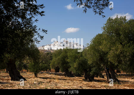 Ostuni, visto da un uliveto in Contrada Rosada, Puglia, Italia Foto Stock