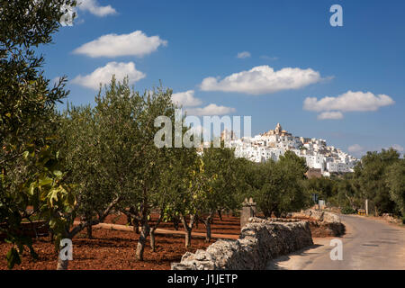 Ostuni, visto da un uliveto in Contrada Madonna della grata, Puglia, Italia Foto Stock