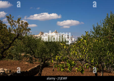 Ostuni, visto da un uliveto in Contrada Madonna Della Nova, Puglia, Italia Foto Stock