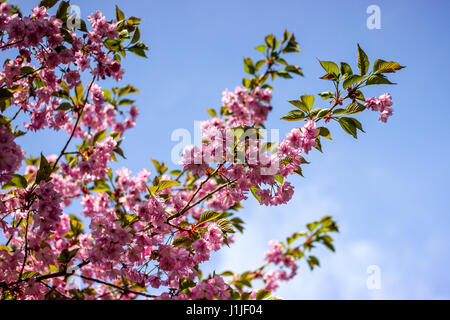 Molla di fiori rosa su un albero contro il cielo blu Foto Stock