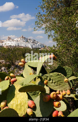 Ostuni, visto da un uliveto in Contrada Madonna della grata, Puglia, Italia Foto Stock