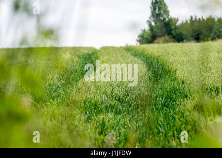 Lone papavero rosso sulla drammatica verde campo di erbacce. Foto Stock