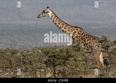 La giraffa che cammina tra i piccoli alberi di acacia nella savana Foto Stock