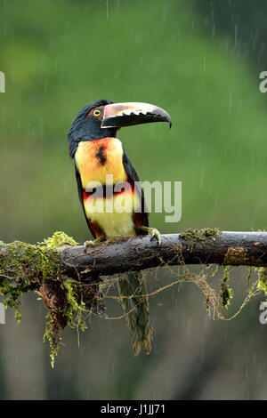 Aracari collare nella foresta pluviale tropicale Foto Stock