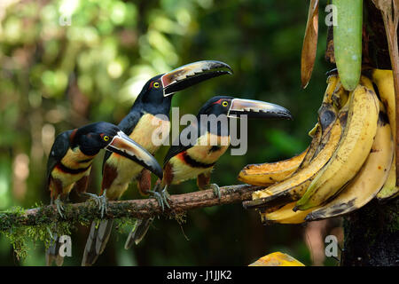 Aracari collare nella foresta pluviale tropicale Foto Stock