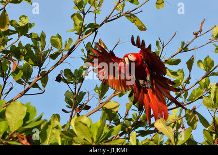 Scarlet Macaws nel Parco Nazionale di Corcovado Costa Rica Foto Stock