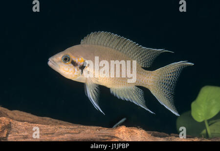 Tanganjikasee-Feenbarsch, Feenbarsch,Gabelschwanzbuntbarsch, Prinzessin von Burundi, Brichardis Grundbarsch, Feenbuntbarsch, Feen-Buntbarsch, Neolampr Foto Stock