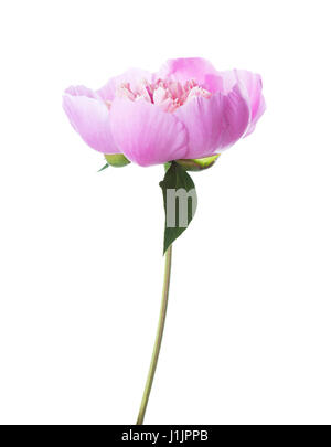 Rosa peonia isolati su sfondo bianco. Foto Stock