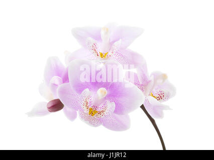 La luce rosa orchid isolati su sfondo bianco. Foto Stock