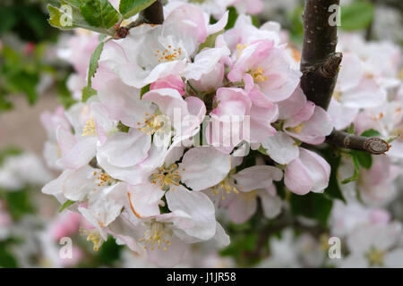 Sussex, Regno Unito bianco Apple Blossom tinte di rosa su albero in primavera Foto Stock