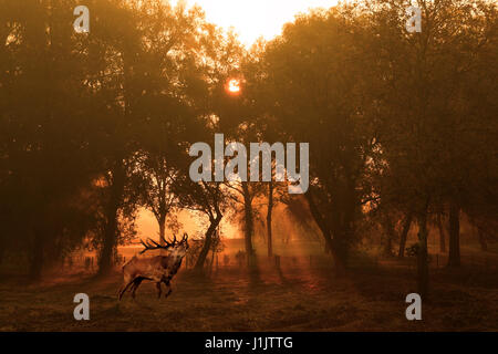 Cervi nella foresta di autunno di sunrise Foto Stock