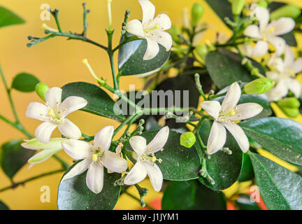 Fiori bianchi di Murraya paniculata, Jasminul portocal (Murraya exotica, Chalcas paniculata sau Chalcas exotica), Boccola verde vicino. Foto Stock