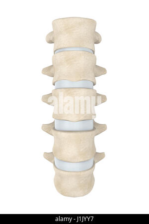 Colonna vertebrale umana anatomia illustrazione Foto Stock