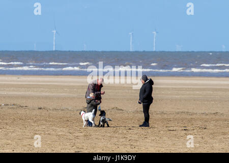 Ainsdale, Merseyside, 22 aprile 2017. Regno Unito Meteo. Un freddo vento del nord non smette di cane walkers tenendo i loro amati animali domestici per una corsa al sole come le persone fanno la maggior parte del sole di primavera sulla spiaggia Ainsdale nel Merseyside. Credito: Cernan Elias/Alamy Live News Foto Stock