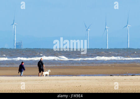 Ainsdale, Merseyside, 22 aprile 2017. Regno Unito Meteo. Un freddo vento del nord non smette di cane walkers tenendo i loro amati animali domestici per una corsa al sole come le persone fanno la maggior parte del sole di primavera sulla spiaggia Ainsdale nel Merseyside. Credito: Cernan Elias/Alamy Live News Foto Stock