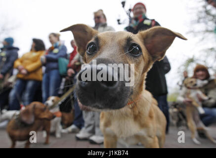 Kiev, Ucraina. 22 apr, 2017. Gli attivisti portano cartelli e gridare slogan, come essi con i loro cani prendere parte nel marzo internazionale per i diritti degli animali a Kiev in Ucraina, il 22 aprile 2017. Credito: Serg Glovny/ZUMA filo/Alamy Live News Foto Stock