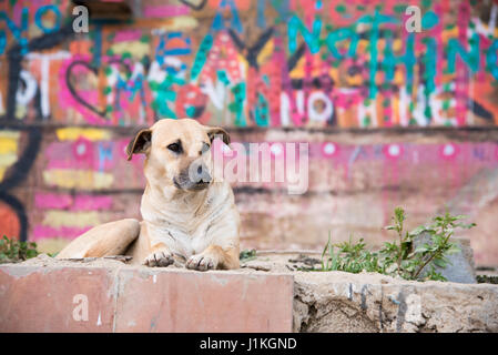 Cane randagio davanti di colorati graffiti di Varanasi, India Foto Stock