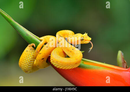 Per ciglia Pitviper Palm in Costa Rica foresta pluviale tropicale Foto Stock