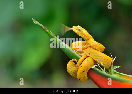 Per ciglia Pitviper Palm in Costa Rica foresta pluviale tropicale Foto Stock