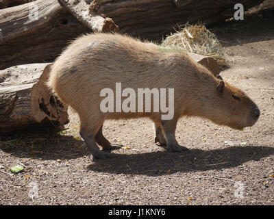 Capibara riposo sotto il sole Foto Stock