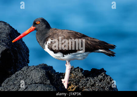 American oystercatcher dall isola Galapagos, Ecuador Foto Stock