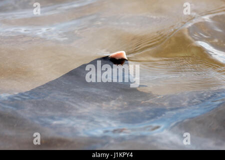 Le Galapagos shark dall isola Galapagos Foto Stock